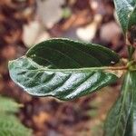 Chassalia gaertneroides Hoja