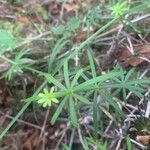 Galium aristatum Квітка