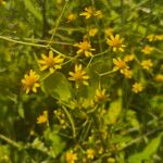 Senecio deltoideus Flor