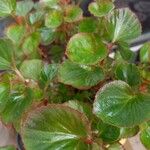 Begonia hirtella Blad