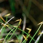 Carex pauciflora Sonstige