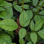 Astilbe japonica Hostoa