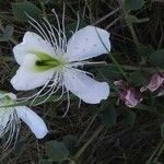 Capparis spinosa Blomst