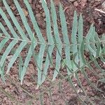 Pteris vittata ഇല