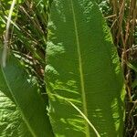 Rumex verticillatus Лист