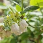 Vaccinium corymbosum Flower