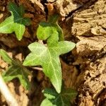 Hedera hibernica पत्ता