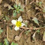 Ludwigia adscendens Flower