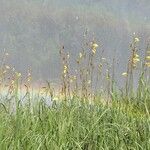 Gladiolus dalenii Natur