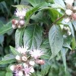 Cyrtocymura scorpioides Flower