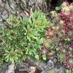 Sempervivum grandiflorum Fuelha