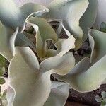 Kalanchoe beharensis Folha