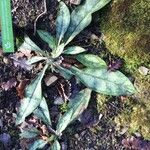 Pulmonaria longifolia Blatt