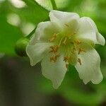 Actinidia kolomikta Blomma