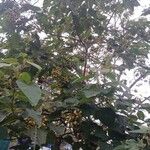 Paulownia tomentosa ശീലം