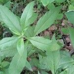 Verbesina alternifolia Leaf