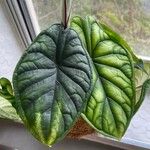 Alocasia baginda Levél