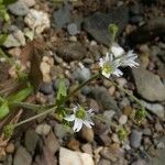 Cerastium nutans Yeri