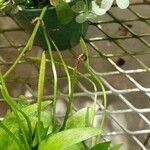 Ophioglossum petiolatum Vrucht