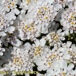 Iberis procumbens Mosusu