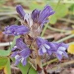 Orobanche nana Кветка