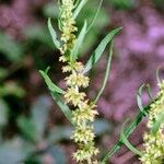 Rumex maritimus Egyéb