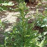 Lilium candidumList