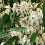 Eucalyptus viminalis 花