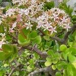 Crassula ovataΛουλούδι