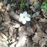 Anemone hepaticaফুল