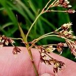 Luzula alpinopilosa Kukka
