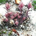 Castilleja nana Hábito