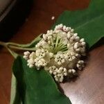 Asclepias variegata Floro