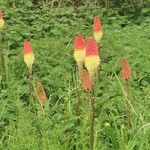 Kniphofia uvaria Flower