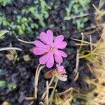 Saponaria sicula Floare