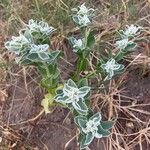 Euphorbia marginataFlower