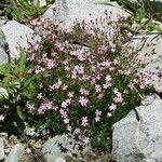 Heliosperma pusillum Hábitos