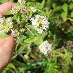 Pycnanthemum verticillatum Flower