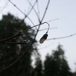 Acer circinatum Gyümölcs
