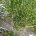 Ephedra viridis Levél