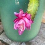Disocactus phyllanthoides Blüte