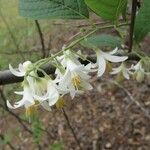 Styrax americanus Цветок