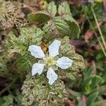 Rubus ursinus 花