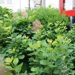 Cotinus coggygria Blad