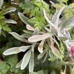 Helichrysum monogynum Hoja