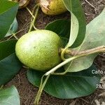Annona glabra Fruit