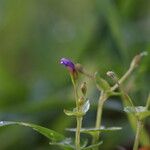 Torenia crustacea Flor