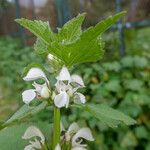 Lamium moschatum Ліст