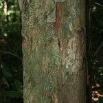 Chaetocarpus schomburgkianus Corteza