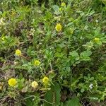 Trifolium campestreBloem